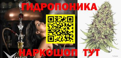 сатива Малгобек